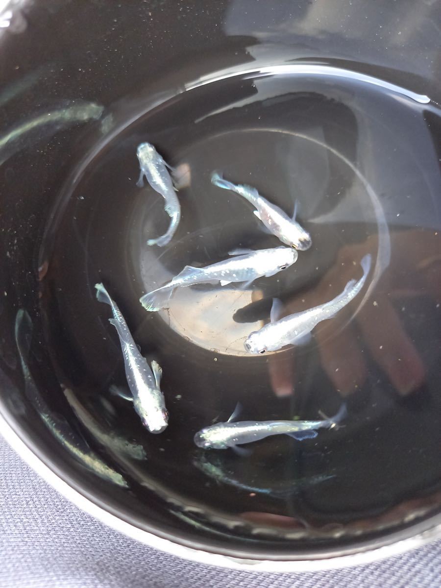 【筑後メダカ様血統】ドラゴンブルー 3ペア　現物出品_9