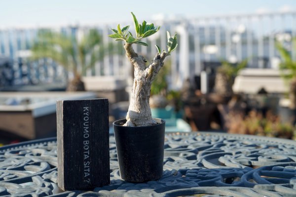 ◎プテロディスクス オーランティアクス　 Pterodiscus aurantiacus 鮮やかなオレンジ花　3年間栽培した株です　コーデックス　塊根植物