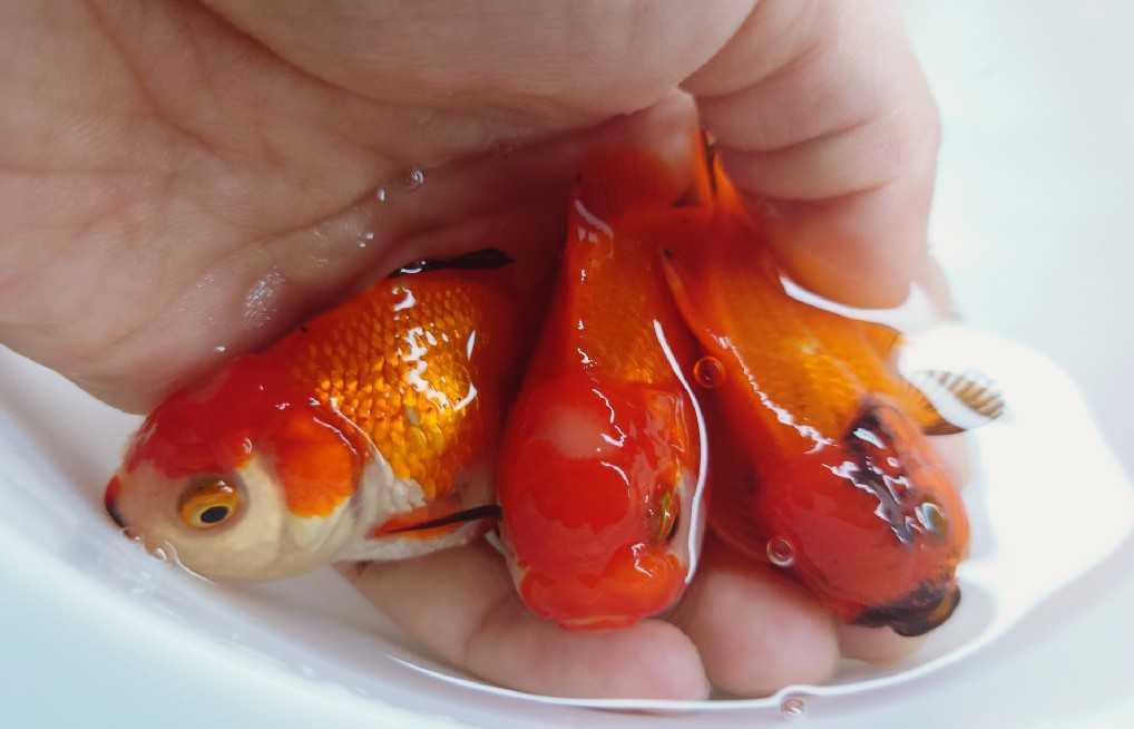 アクアいろ お得セット オランダ獅子頭ドーンと５匹セット 育成 飼育楽しめます 約９センチ前後 無制限同梱包 即納可能 1 金魚 売買されたオークション情報 Yahooの商品情報をアーカイブ公開 オークファン Aucfan Com