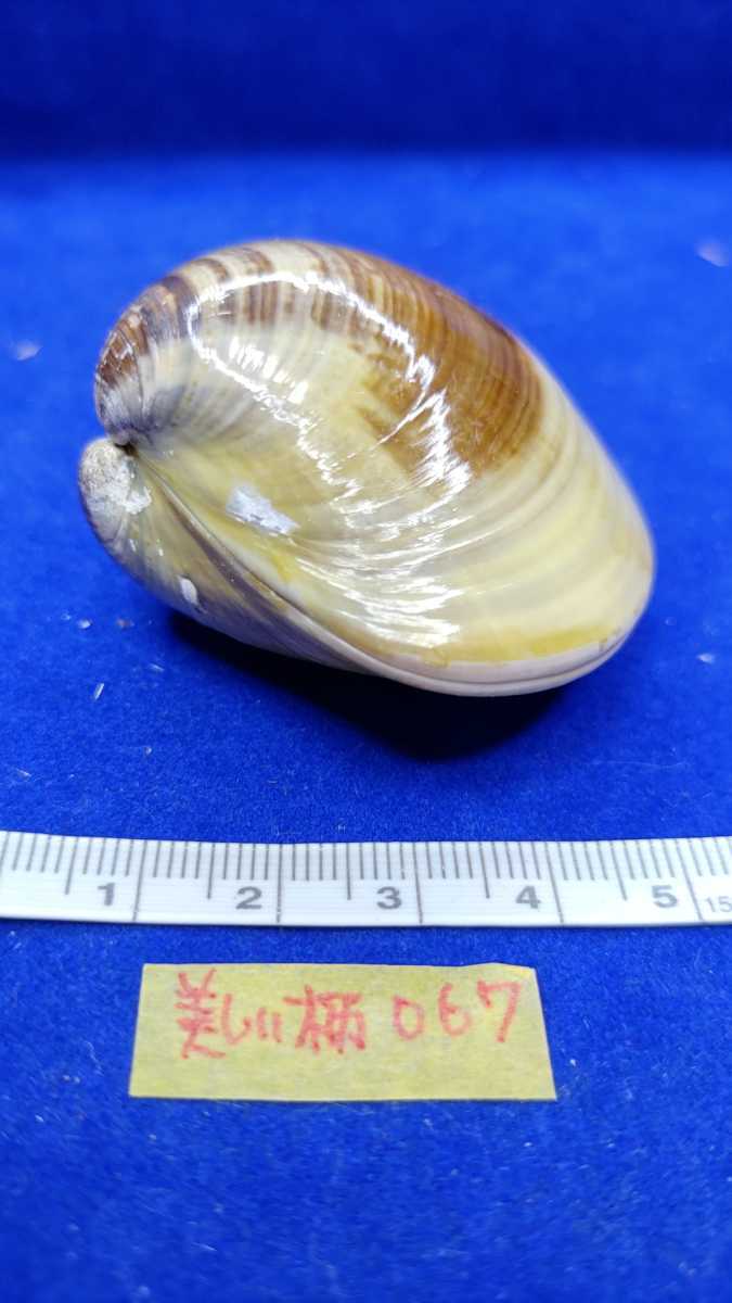 ハマグリ 美しい柄 067 貝合わせ 貝覆い 蛤 貝殻 標本 東京湾産 手芸 材料 ハンドメイド コレクション 天然 非加熱 素材 材料 売買されたオークション情報 Yahooの商品情報をアーカイブ公開 オークファン Aucfan Com