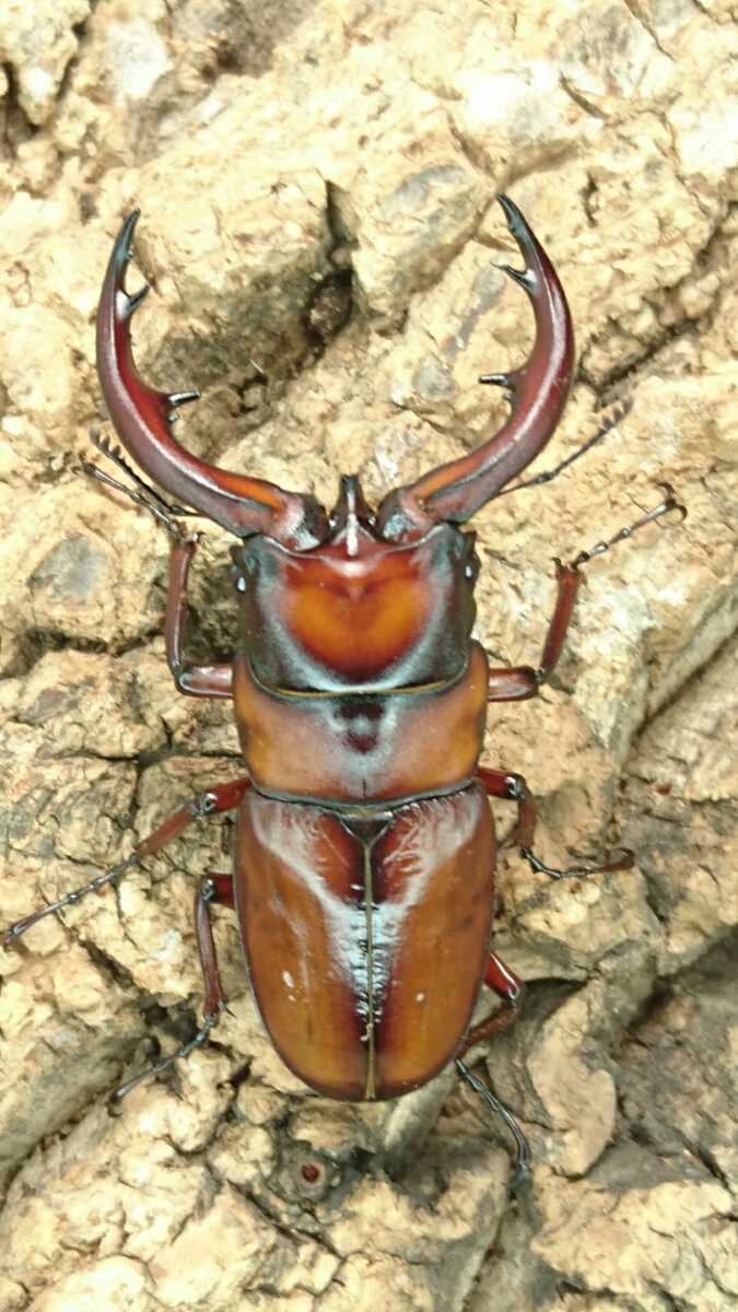 ☆tukakuwa☆トカラノコギリ 1♂3♀