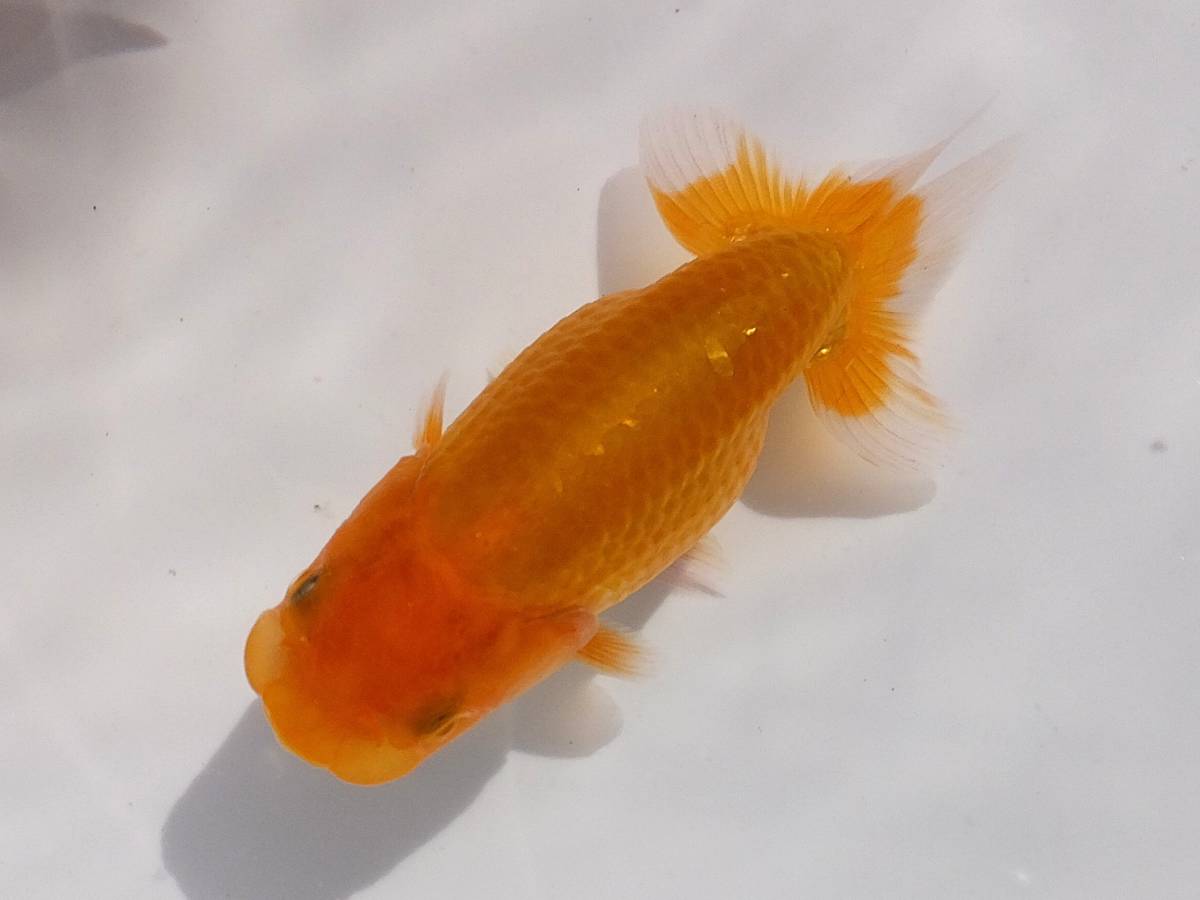 ◆愛媛！竹内氏系統魚・会用・当歳・10cm ◆ 1 ◆　