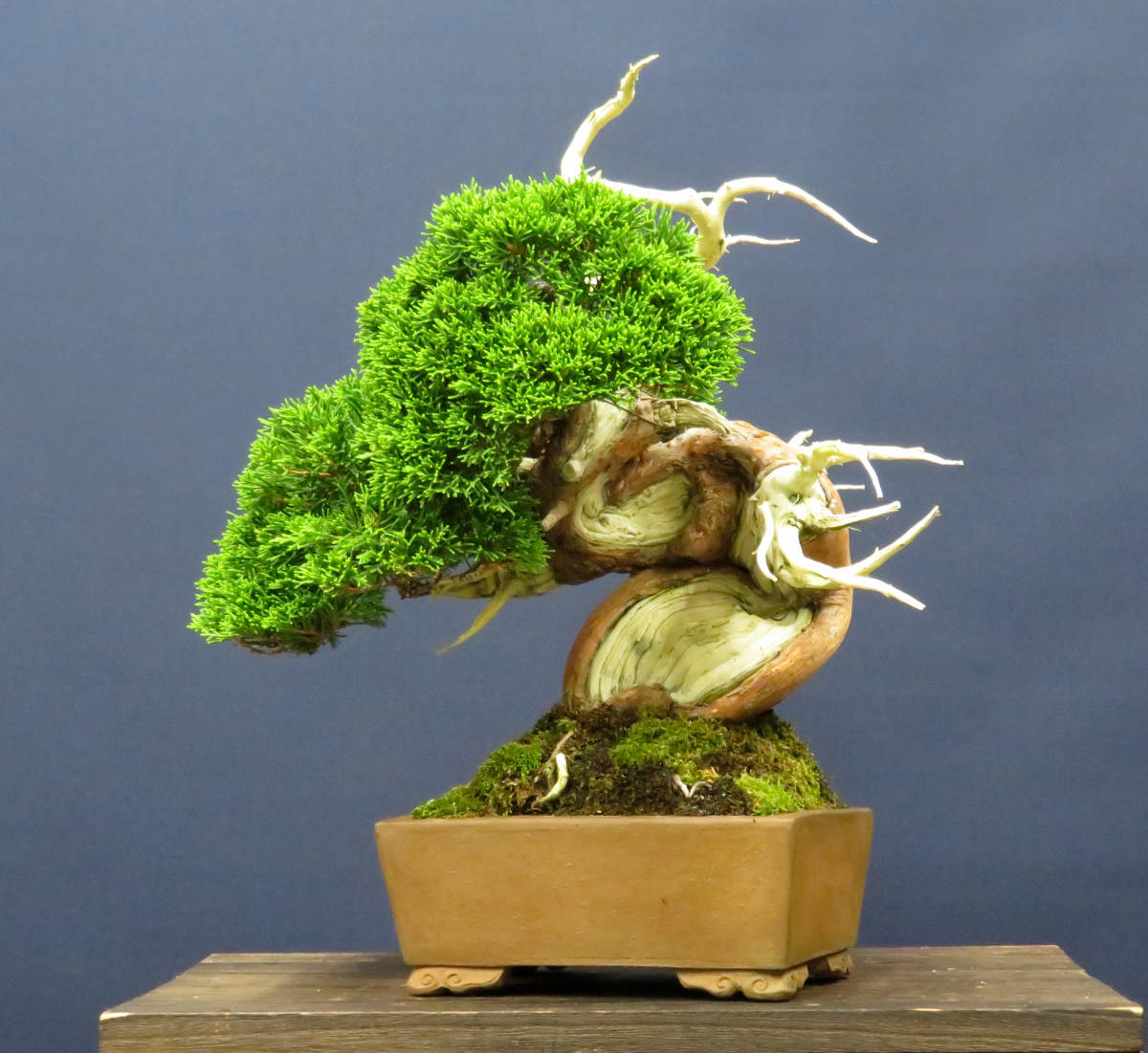 貴風 糸魚川真柏盆栽】 ⭕2点セットあかさ❗ 貴風 糸魚川真柏盆栽