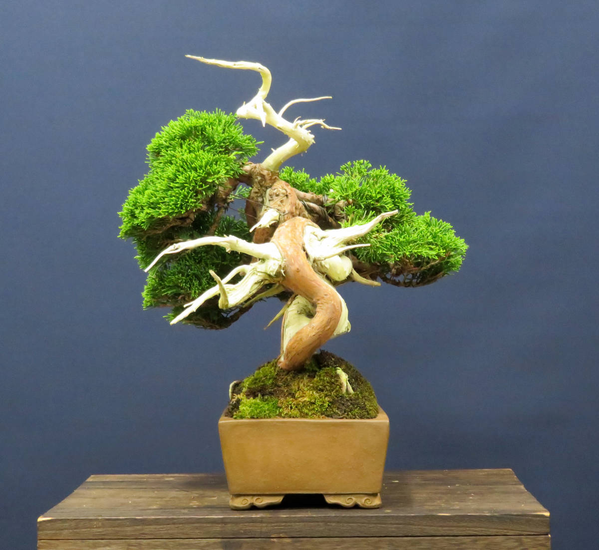 糸魚川真柏 小品サイズ盆栽（素材）プラ鉢いよじ園 盆栽 小品 貴風