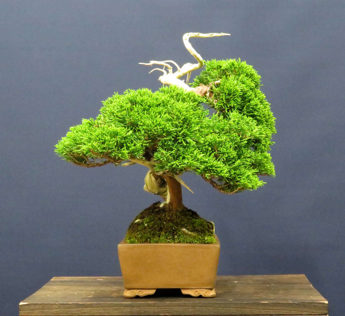 糸魚川真柏 小品サイズ盆栽（素材）プラ鉢いよじ園 盆栽 小品 貴風