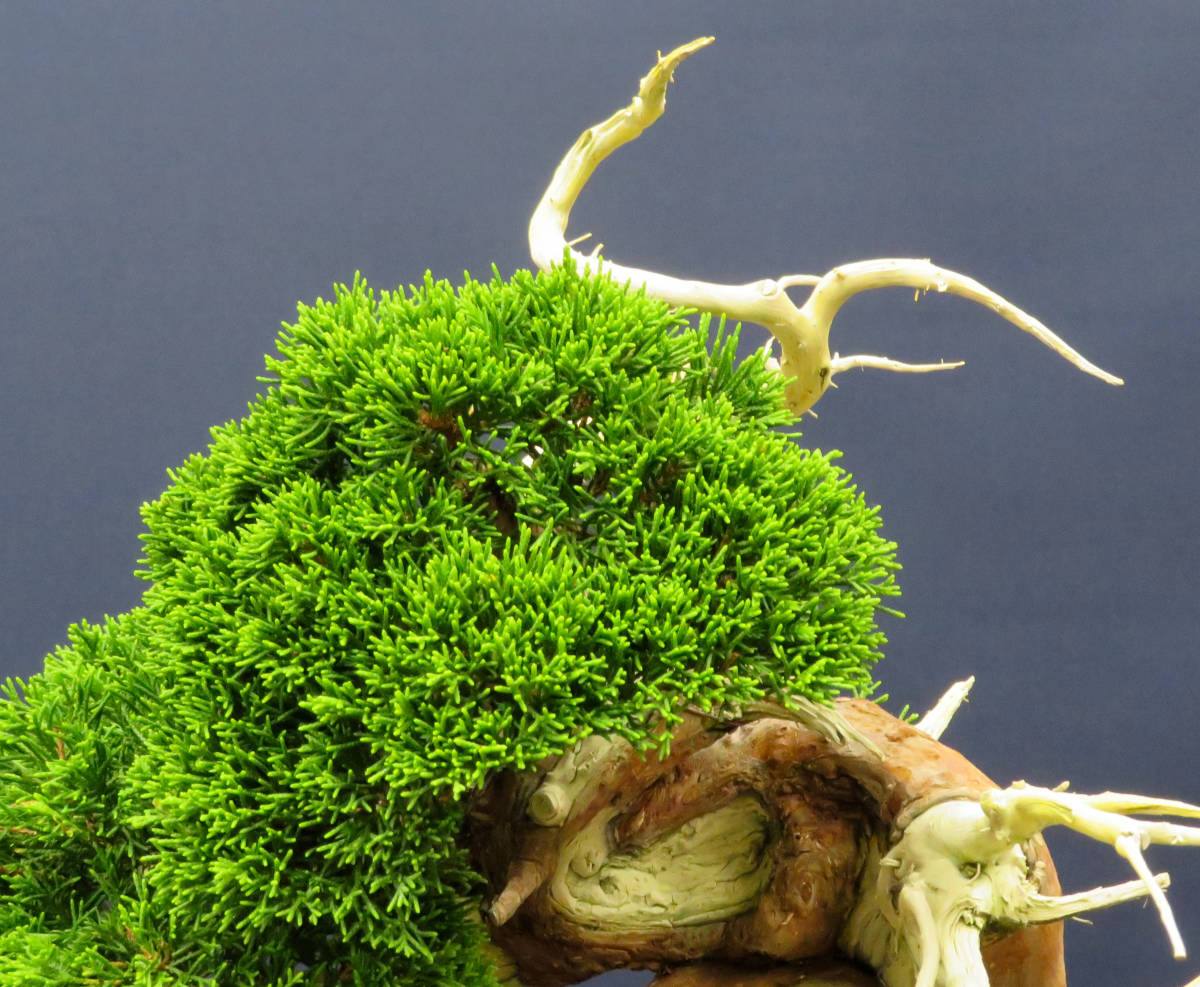 盆栽 樂屋◇糸魚川真柏 小品盆栽（シャリ・捻転）AA56◇6⁄25 真