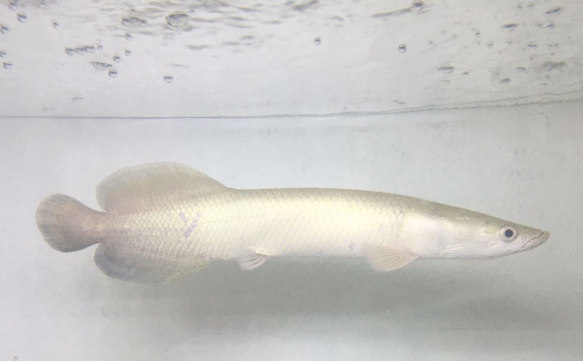 Aqua Tss ピラルク プラチナ色が凄い個体 ラスト1匹 30センチ 画像の個体 淡水魚 売買されたオークション情報 Yahooの商品情報をアーカイブ公開 オークファン Aucfan Com