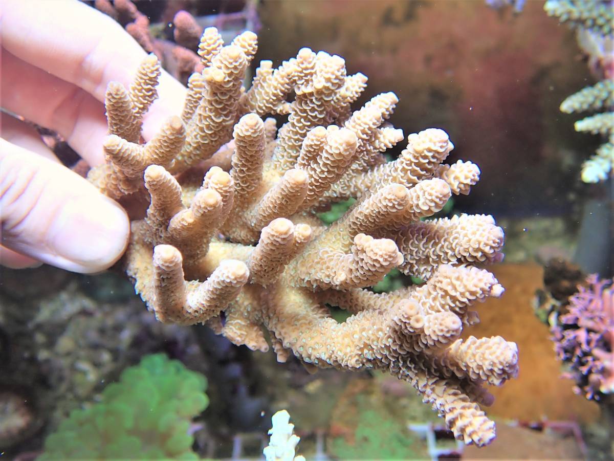 正規品，人気セール Coral Sea Japan オーストラリア産 ハイマツミドリイシ 別槽右中央列(海水魚)｜売買されたオークション情報、yahooの商品情報をアーカイブ公開 - オークファン 海水魚