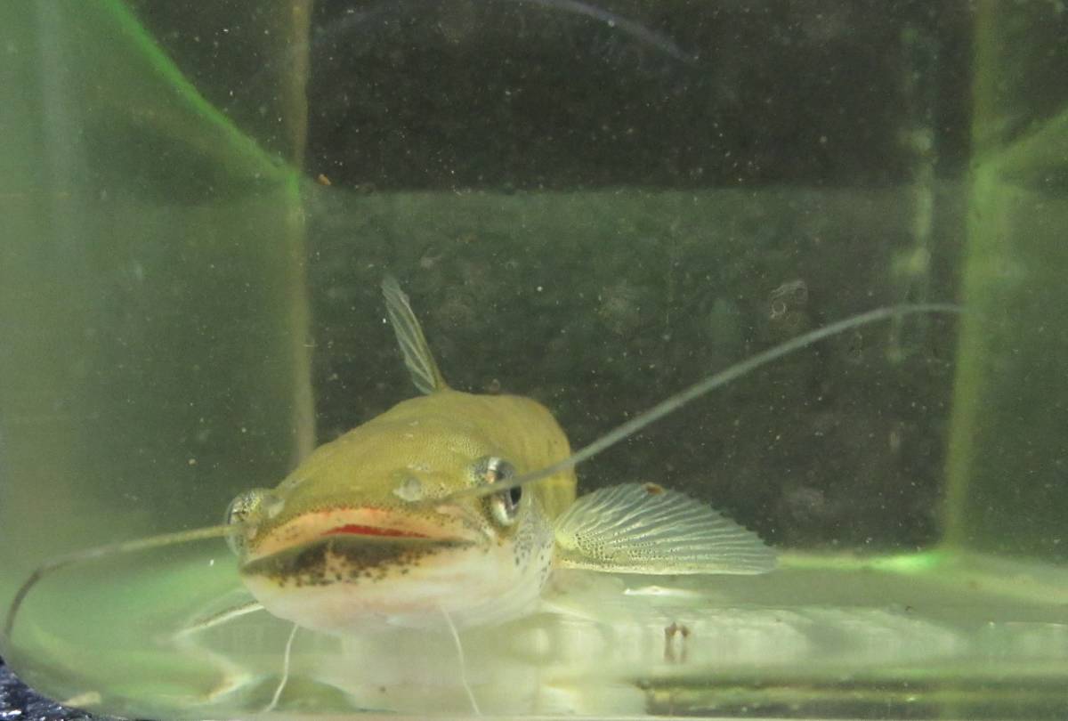 ビワコオオナマズ １匹 約１２ １３ｃｍ 川魚 売買されたオークション情報 Yahooの商品情報をアーカイブ公開 オークファン Aucfan Com