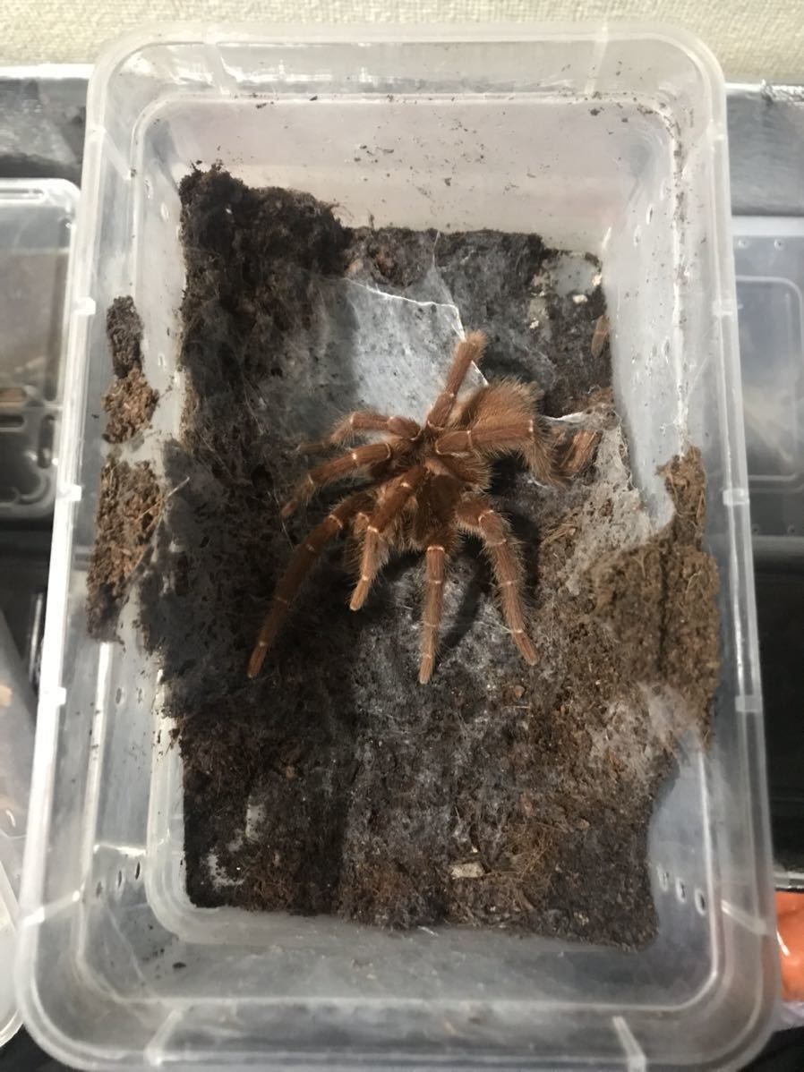 正規品，人気 キングバブーン Pelinobius muticus 成体 オス ♂タランチュラ 大土蜘蛛(虫類)｜売買されたオークション情報、yahooの商品情報をアーカイブ公開 - オークファン その他