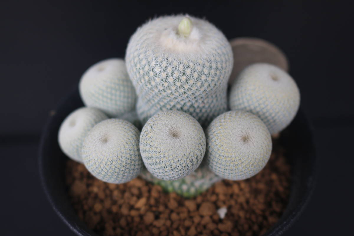 小人の帽子 ＊サボテン 多肉植物 エピテランサ