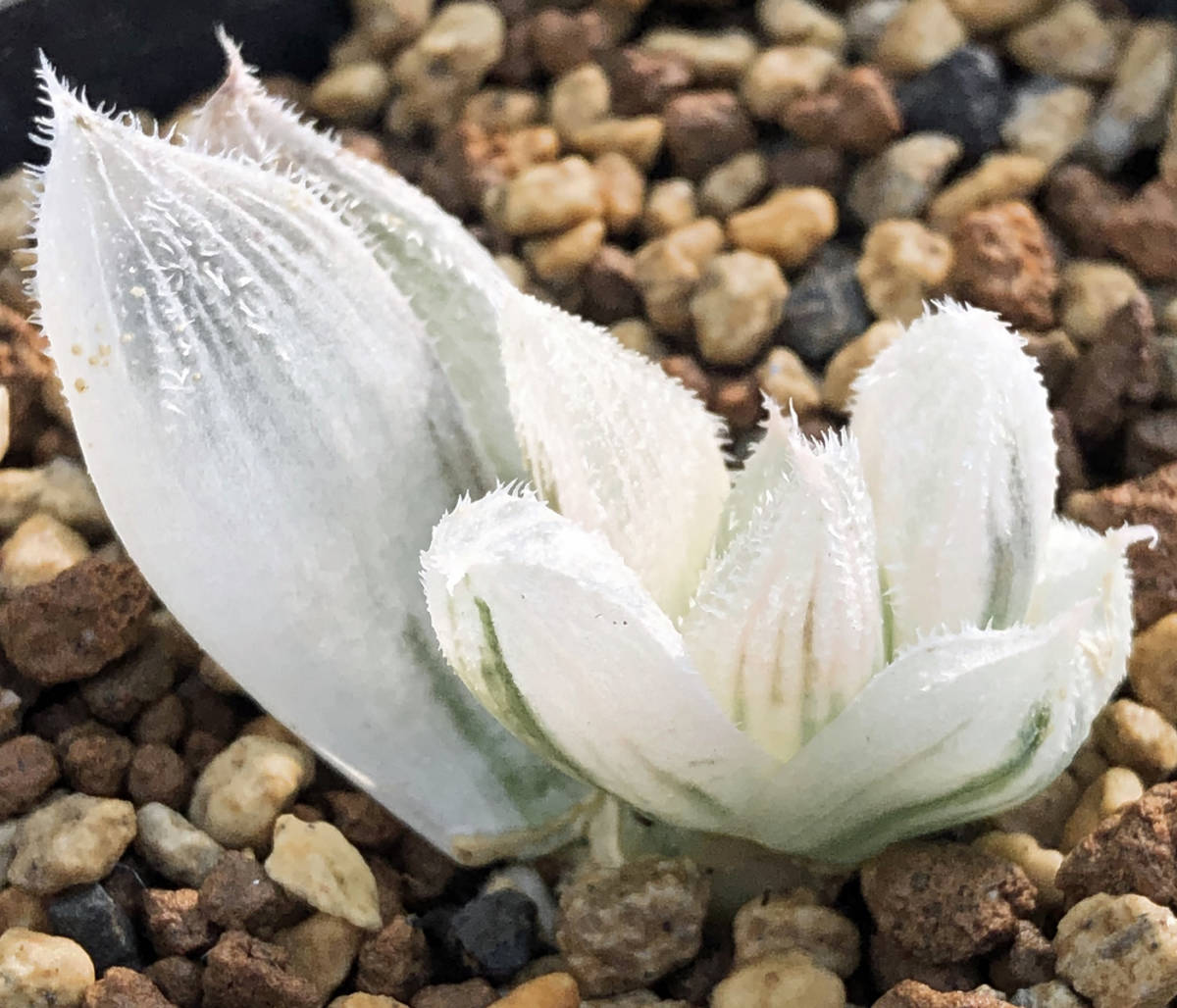 受発注品 ◇多肉植物◇ハオルチア◇白狐伝 カキ仔苗 【公式通販】