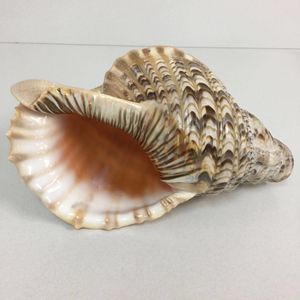 貝殻 大きいの平均価格は14 707円 ヤフオク 等の貝殻 大きいのオークション売買情報は3件が掲載されています