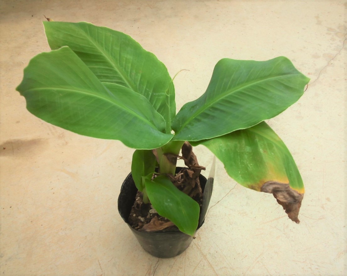 モンキーバナナ 苗 フルーツ 人気種 果実植物 株 甘くて 美味しい 送料無料新品 株