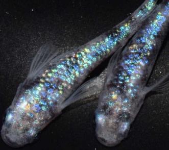 超極上めだか 増量 本家本物 白ブチラメ幹之サファイアめだかの卵 個 A個 白ブチラメ幹之サファイアメダカ めだか卵 メダカ卵 めだか 売買されたオークション情報 Yahooの商品情報をアーカイブ公開 オークファン Aucfan Com