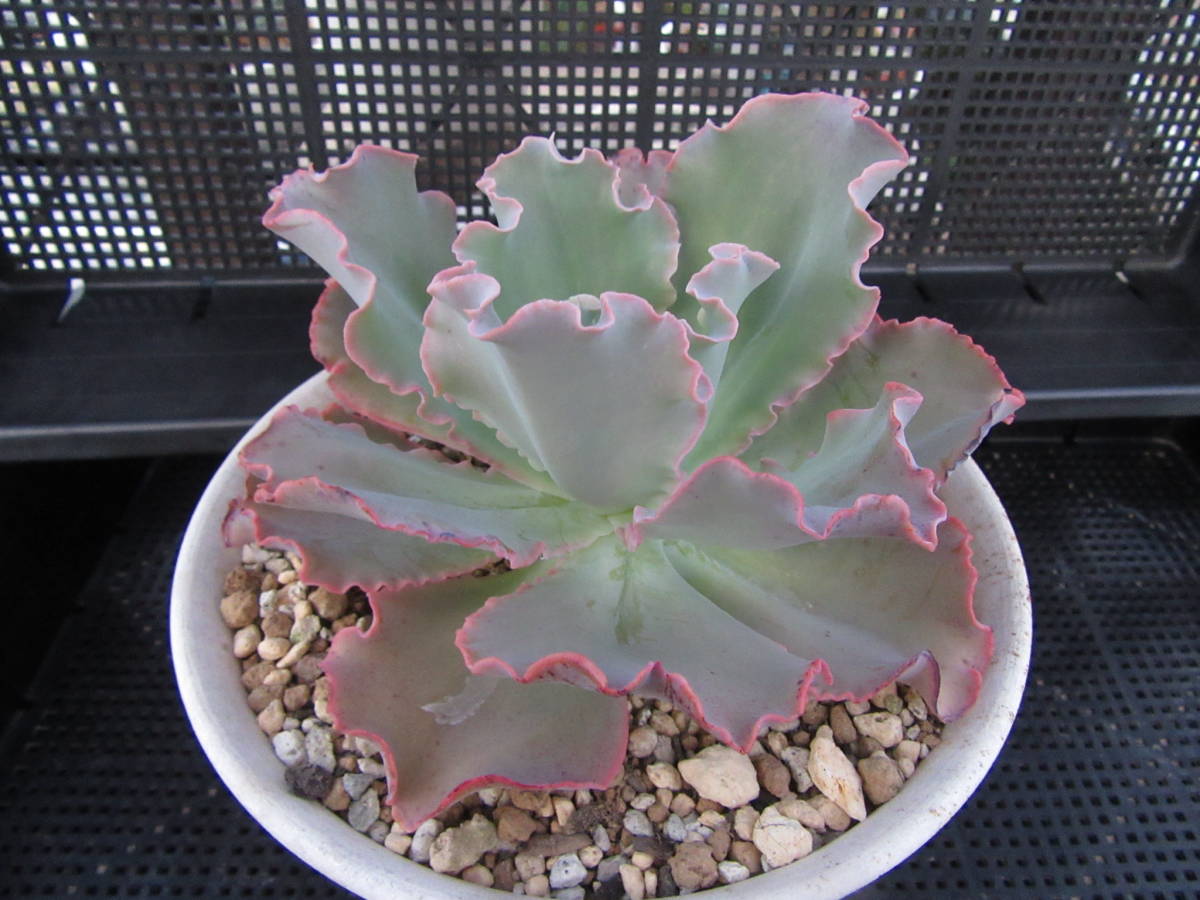 多肉植物 エケベリア 高砂の翁 苗 売買されたオークション情報 Yahooの商品情報をアーカイブ公開 オークファン Aucfan Com