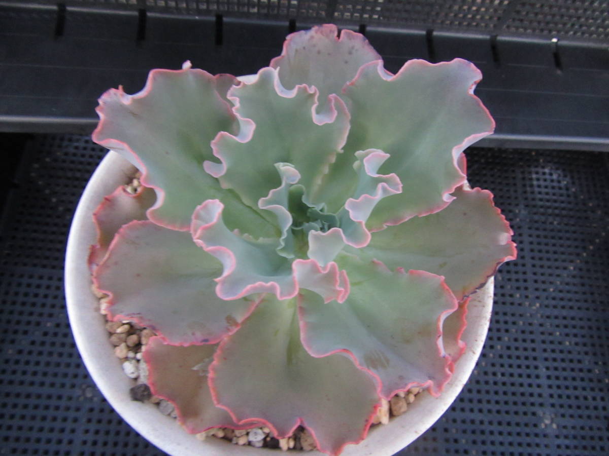 多肉植物 エケベリア 高砂の翁 苗 売買されたオークション情報 Yahooの商品情報をアーカイブ公開 オークファン Aucfan Com