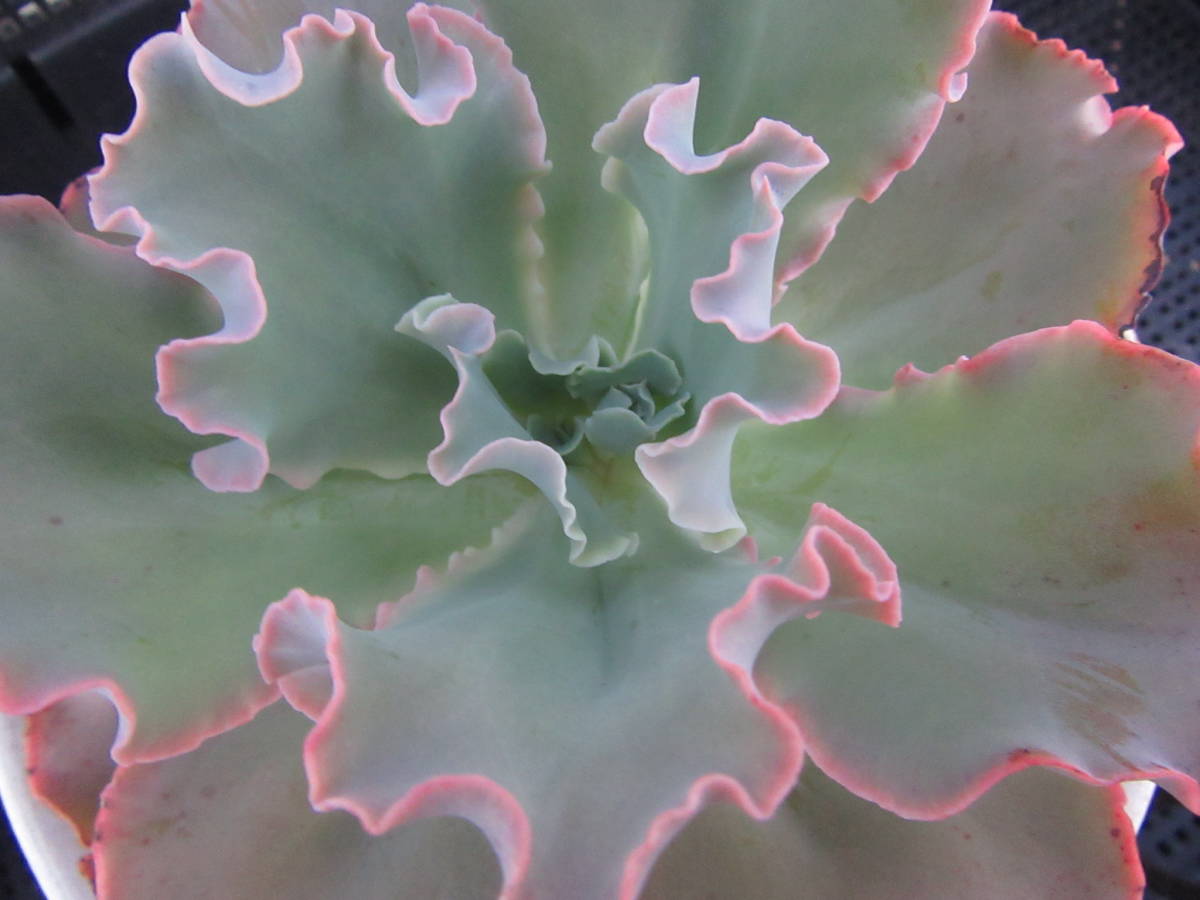 多肉植物 エケベリア 高砂の翁 苗 売買されたオークション情報 Yahooの商品情報をアーカイブ公開 オークファン Aucfan Com