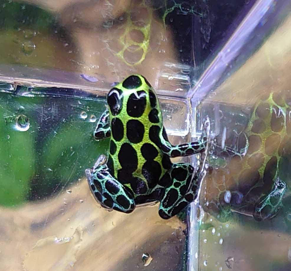 ヤドクガエル バリアビリスサザン 1匹 Www Newschattogram24 Com