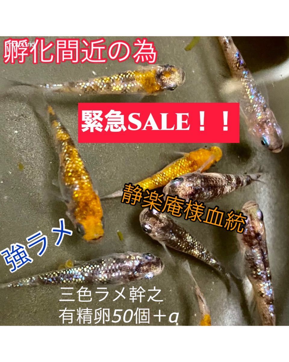 三色ラメ 有精卵50個＋α メダカ めだか 静楽庵様血統_1