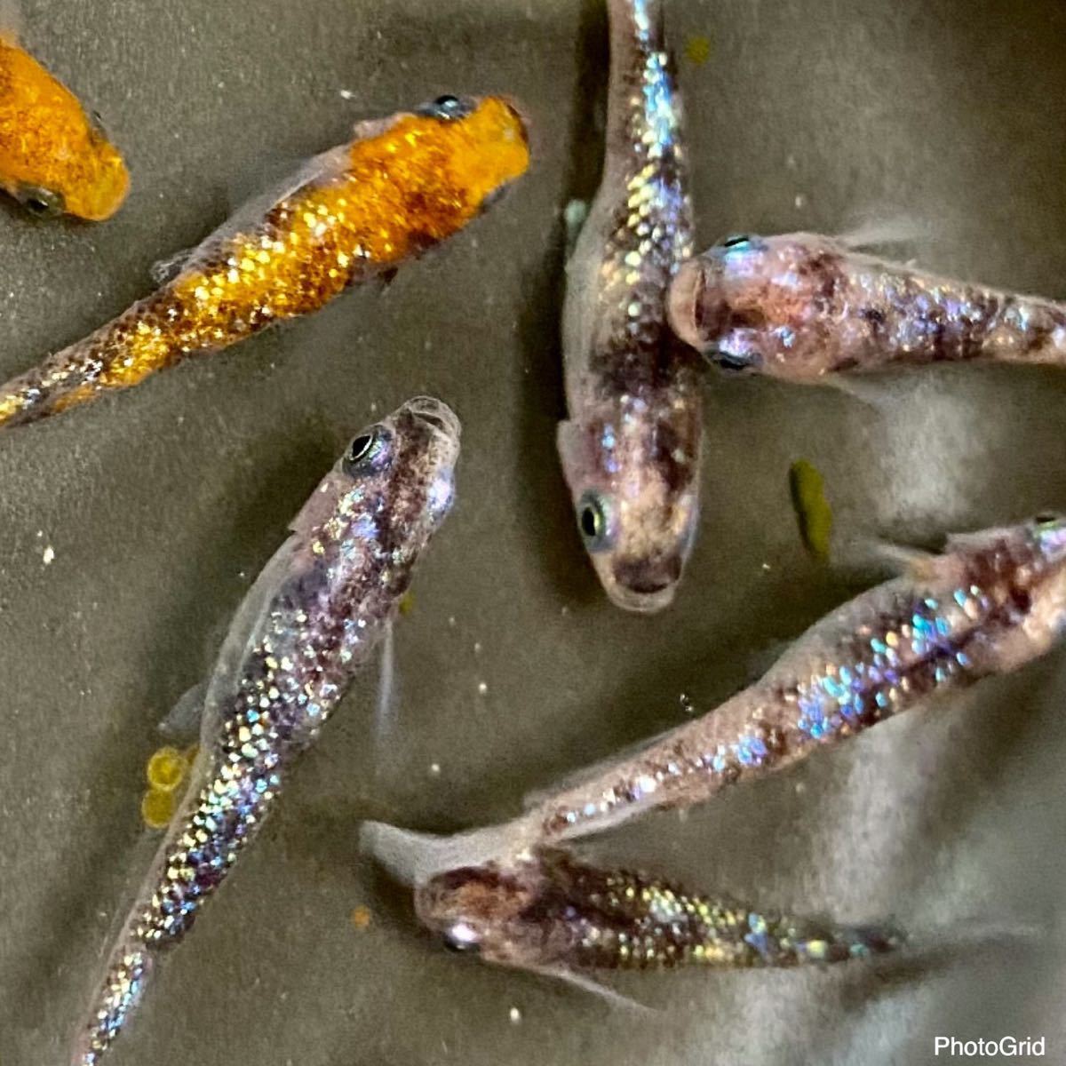 三色ラメ 有精卵50個＋α メダカ めだか 静楽庵様血統_2