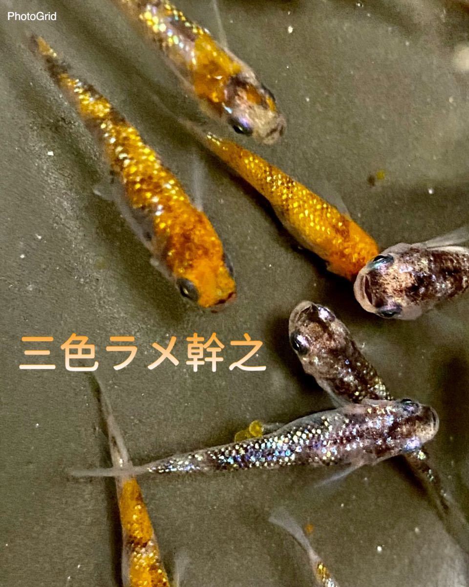 三色ラメ 有精卵50個＋α メダカ めだか 静楽庵様血統_3