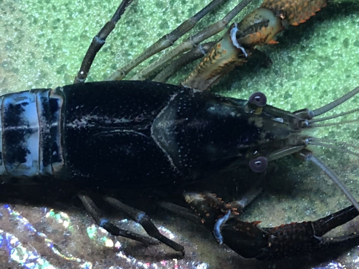 アメリカザリガニの色素変異 紺碧 Bkクリア ブルークリア 写真の個体 7センチくらいオス 青 固定されたクリアザリガニ 81 甲殻類 売買されたオークション情報 Yahooの商品情報をアーカイブ公開 オークファン Aucfan Com