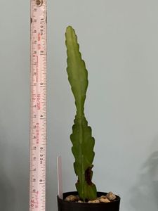 クジャクサボテンのヤフオク の相場 価格を見る ヤフオク のクジャクサボテンのオークション売買情報は74件が掲載されています