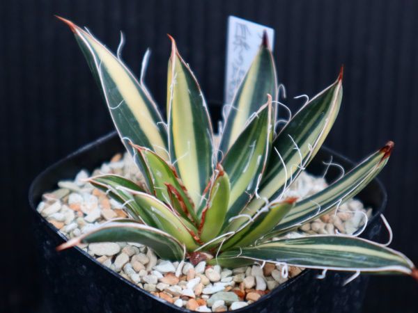 アガベ 白糸の王妃錦 1多肉植物アガベ 白糸の王妃笹の雪錦C型選抜株24
