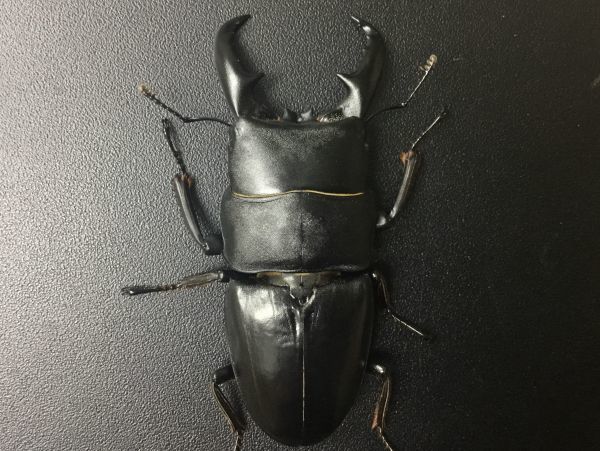  採集禁止 種 タカラヒラタ 宝島産 F9 ♂68.5mm 即ブリ個体(国産)｜売買されたオークション情報、yahooの商品情報をアーカイブ公開 - オークファン 国産