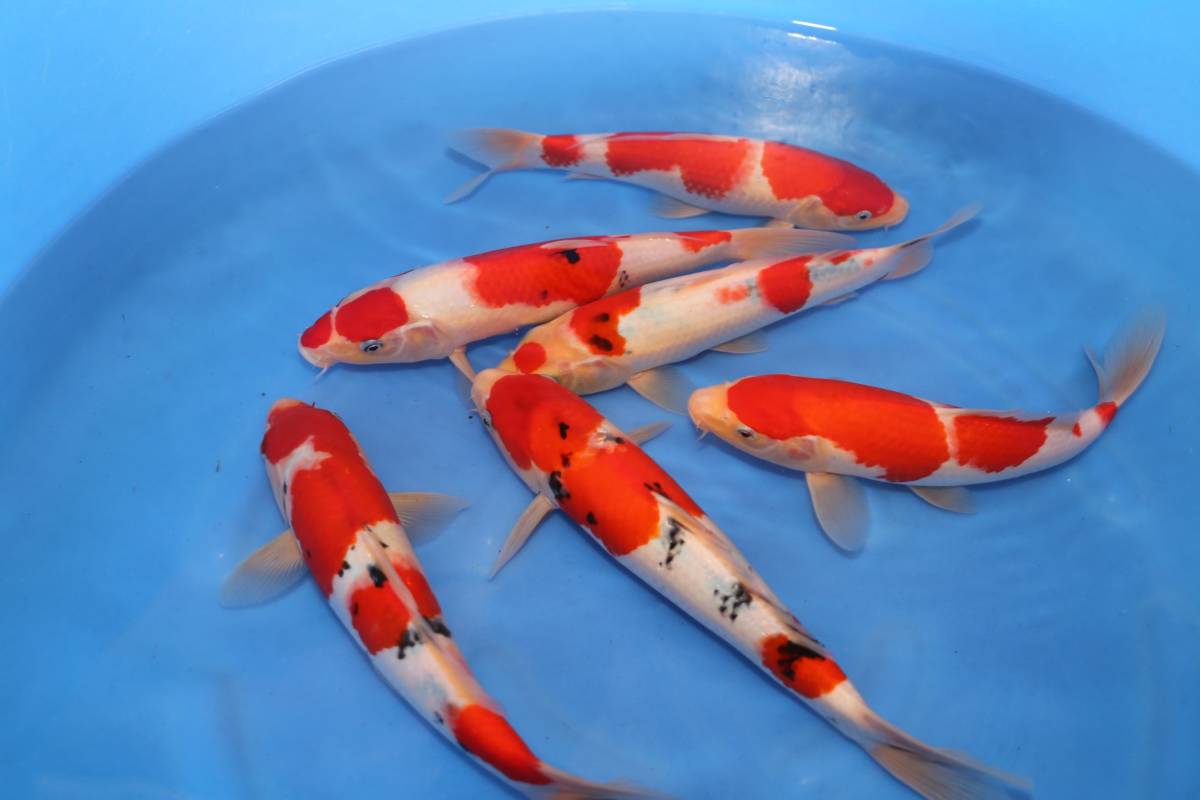 錦鯉　綺麗な紅白、大正三色　メス率高め　約２７cmー２８ｃｍ　６尾セット