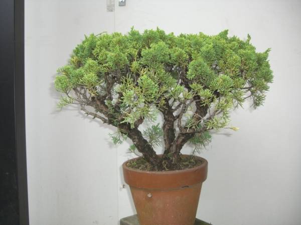 シンパク真柏（種類不明）の鉢植え②★樹齢２０年以上★_1