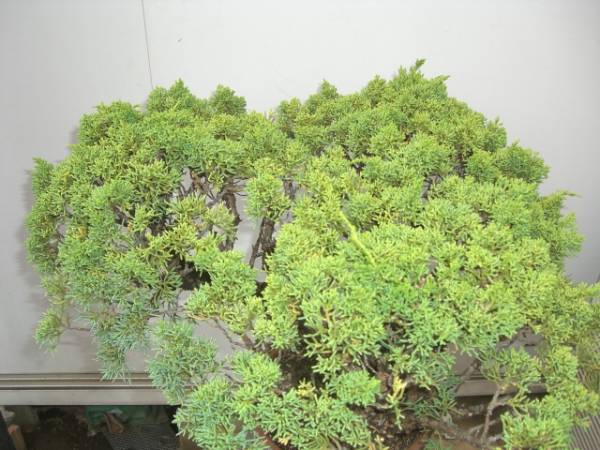 シンパク真柏（種類不明）の鉢植え②★樹齢２０年以上★_2