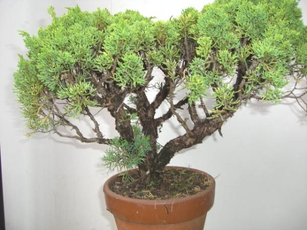 シンパク真柏（種類不明）の鉢植え②★樹齢２０年以上★_3