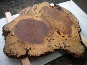花梨「瘤・総玉杢」約123cmX110cm高級座卓・衝立 コブ無垢原木⑤(花梨 