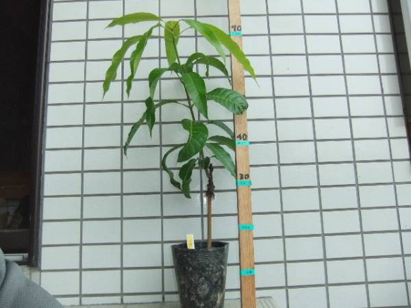 熱帯果樹 マンゴー接木苗 ［ナムドクマイ］最高のタイマンゴー(果物  