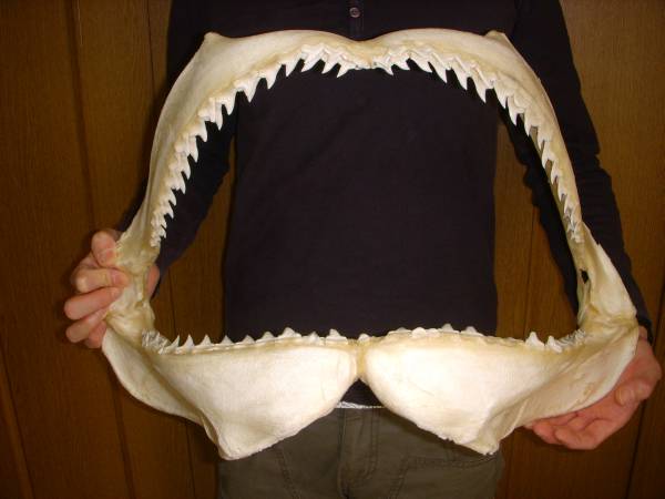 サメ顎骨剥製標本 大きなヒラシュモクザメ 検 歯 牙 鮫 その他 売買されたオークション情報 Yahooの商品情報をアーカイブ公開 オークファン Aucfan Com