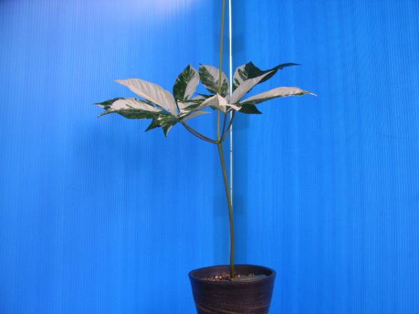 斑入り山野草 野生蘭 その他 斑入りトチバニンジン 花 園芸 売買されたオークション情報 Yahooの商品情報をアーカイブ公開 オークファン Aucfan Com