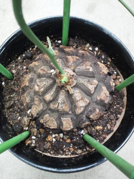 行灯仕立てメキシコ亀甲竜 Dioscorea Mexicana サボテン 売買されたオークション情報 Yahooの商品情報をアーカイブ公開 オークファン Aucfan Com