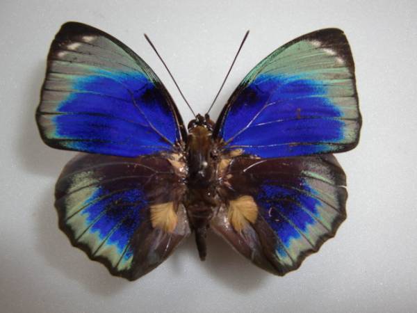 外国産蝶標本】アグリアス・ファルキドン♂/Agrias phalcidon