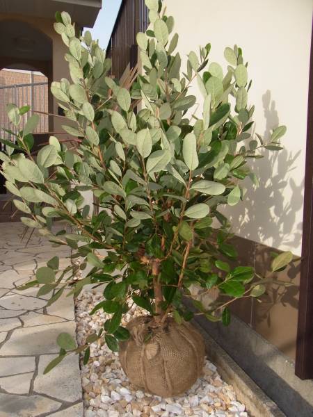 フェイジョア アポロ 株立ち 植木 庭木 売買されたオークション情報 Yahooの商品情報をアーカイブ公開 オークファン Aucfan Com