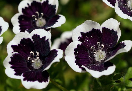 Pn ネモフィラ ペニーブラック ３０粒 黒いお花 切手可 種 売買されたオークション情報 Yahooの商品情報をアーカイブ公開 オークファン Aucfan Com