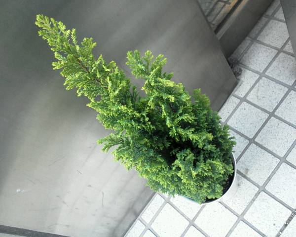 765 コニファー エンパイア6号鉢 鉢底から78cm 観葉植物 売買されたオークション情報 Yahooの商品情報をアーカイブ公開 オークファン Aucfan Com