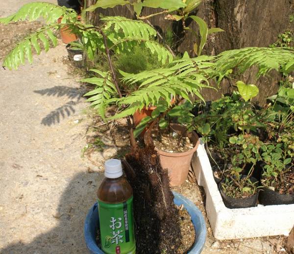 クロヘゴ ヘゴ科（オニヘゴ）(観葉植物)｜売買されたオークション情報