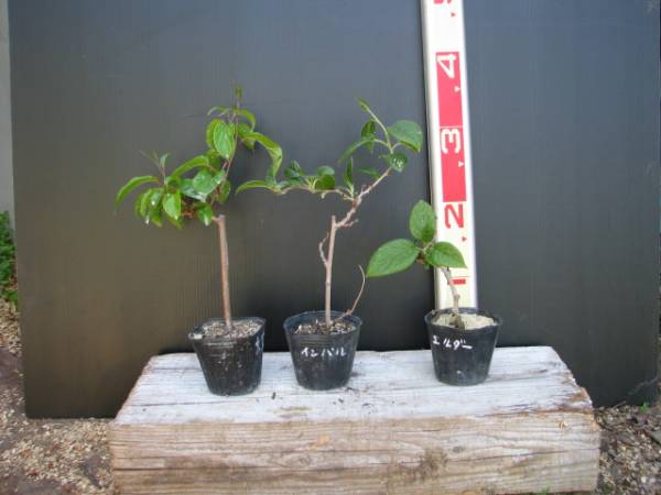 大実サルナシ・大実サルナシエルダー・インパル大実サルナシ3本_1