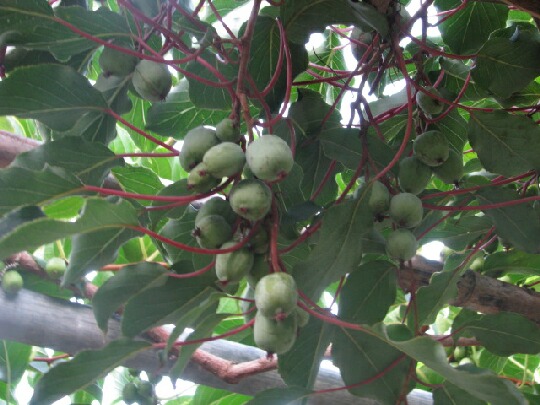 大実サルナシ・大実サルナシエルダー・インパル大実サルナシ3本_2