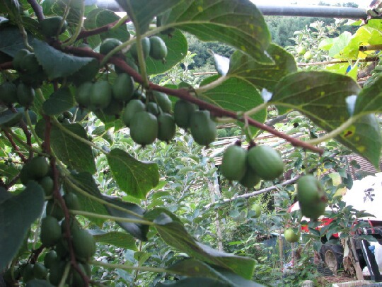 大実サルナシ・大実サルナシエルダー・インパル大実サルナシ3本_3