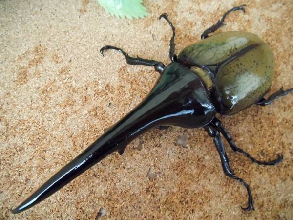 豪奢な 超大型極太血統 ヘラクレス ヘラクレス 初令から2令幼虫 1頭 昆虫生体 Rollonupgaming Com 豪奢な 超大型極太血統 ヘラクレス ヘラクレス 初令から2令幼虫 1頭 昆虫生体 Rollonupgaming Com