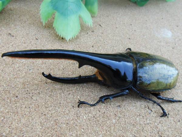 豪奢な 超大型極太血統 ヘラクレス ヘラクレス 初令から2令幼虫 1頭 昆虫生体 Rollonupgaming Com 豪奢な 超大型極太血統 ヘラクレス ヘラクレス 初令から2令幼虫 1頭 昆虫生体 Rollonupgaming Com