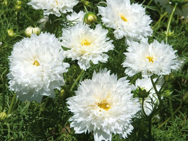 コスモス ダブルクリック スノーパフ 丈夫 栽培簡単 10粒 コスモス 売買されたオークション情報 Yahooの商品情報をアーカイブ公開 オークファン Aucfan Com